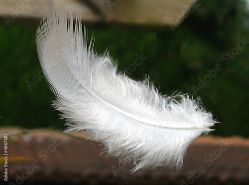 plume photo