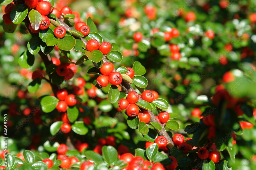 Red Bush Red Bush