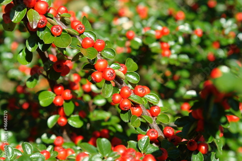Red Bush 