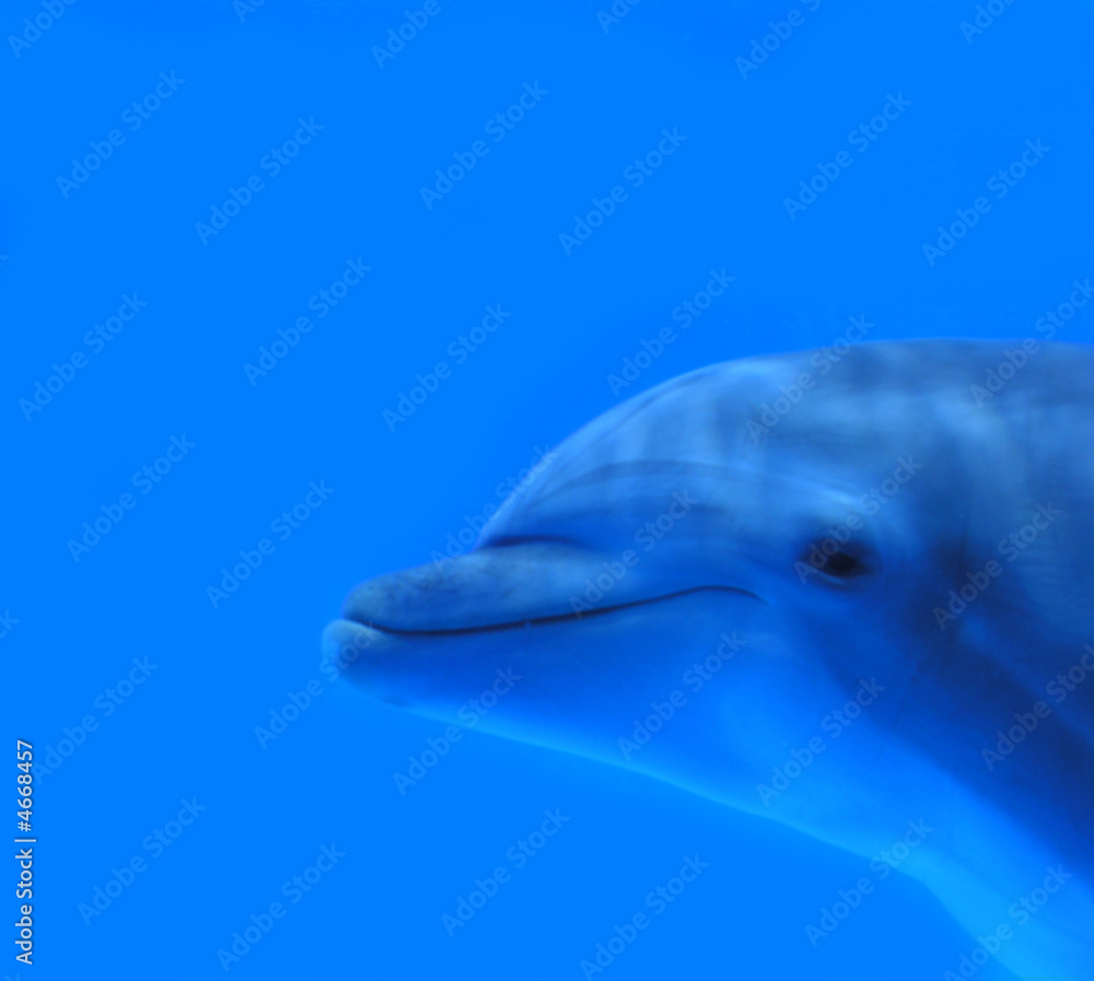 Naklejka premium Delfino