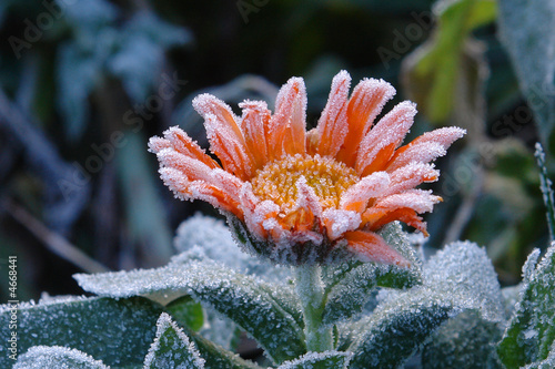 Eisblume