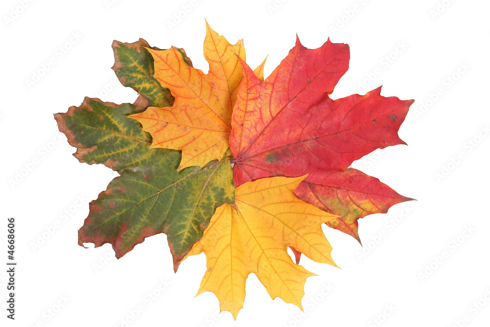 Fototapeta premium isolated maple leafs
