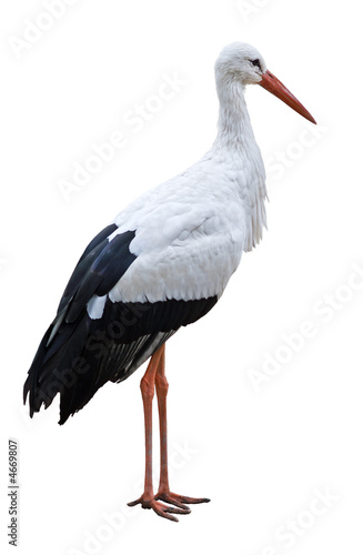 White Stork bird isolated on blank background