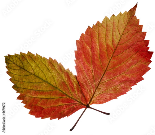 two transparent autumn leaf