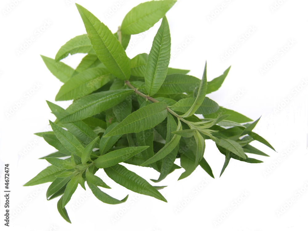 Obraz premium verveine citronnée