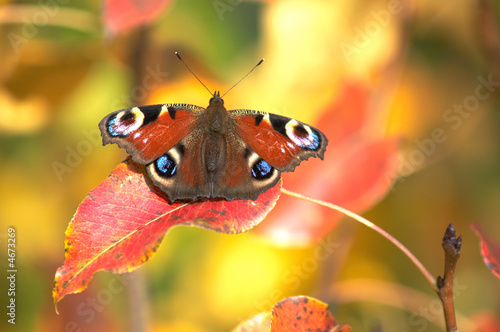 Red and brown