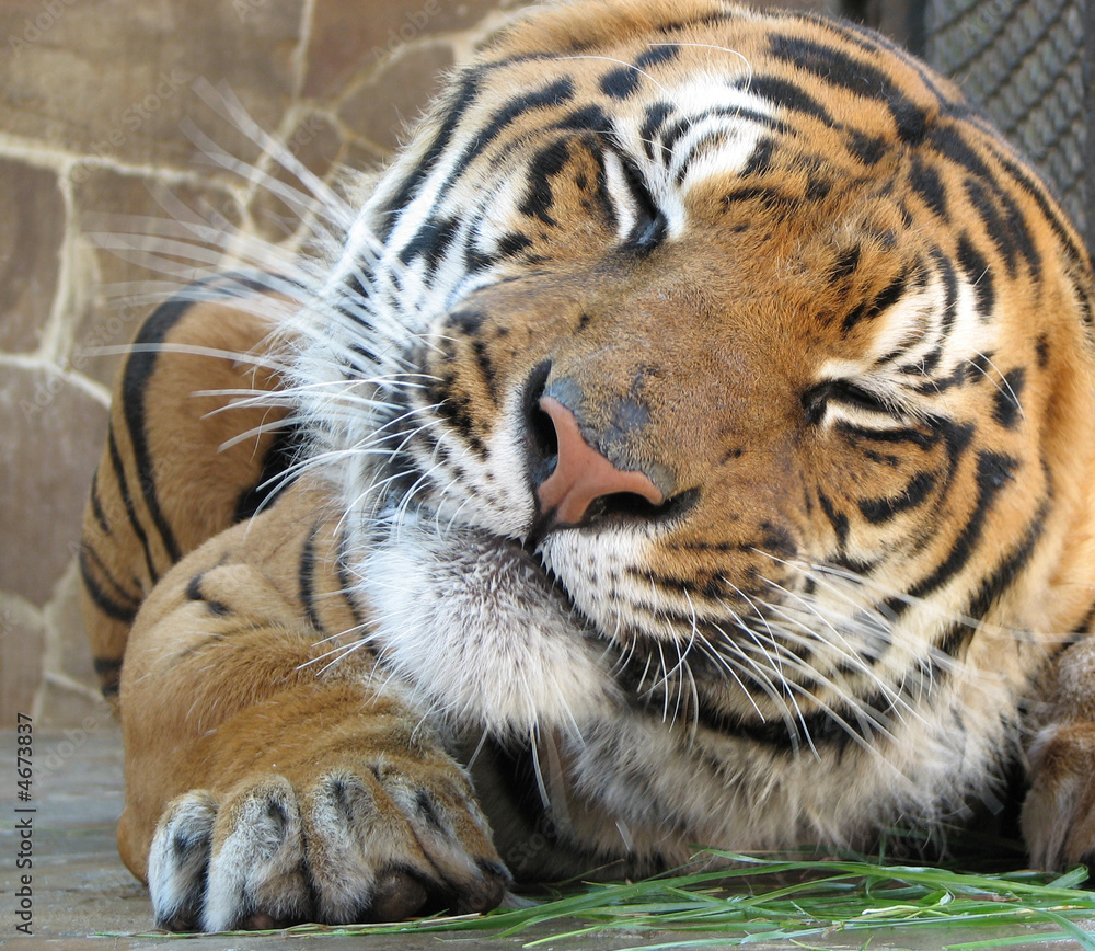 Fototapeta premium Tiger grimaces