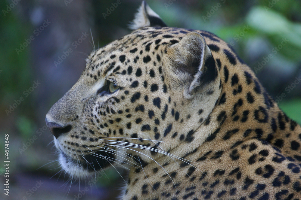 Fototapeta premium Leopard