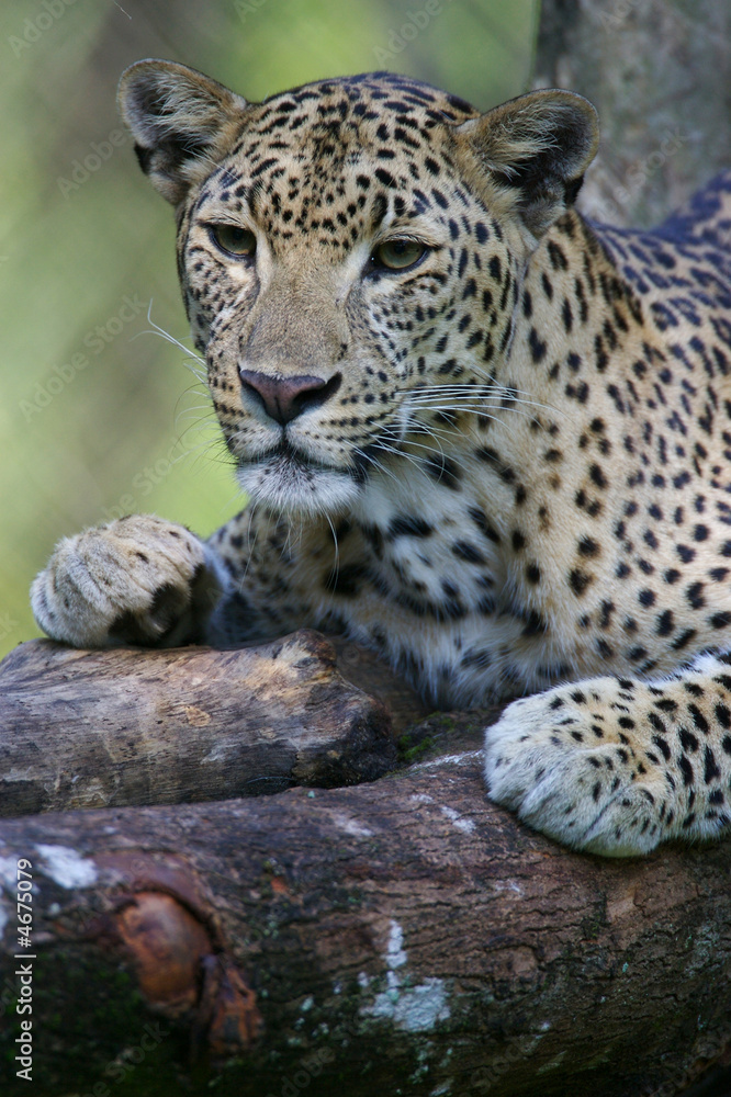 Fototapeta premium Leopard