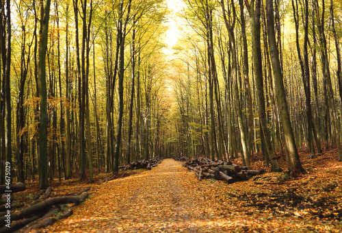 Waldweg im Herbst