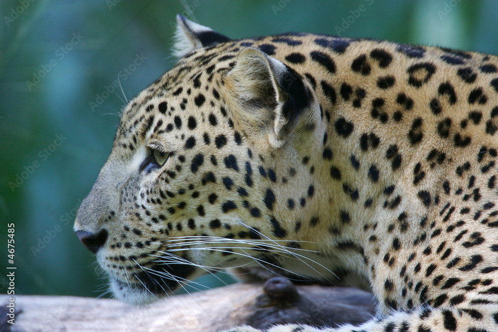Leopard Leopard