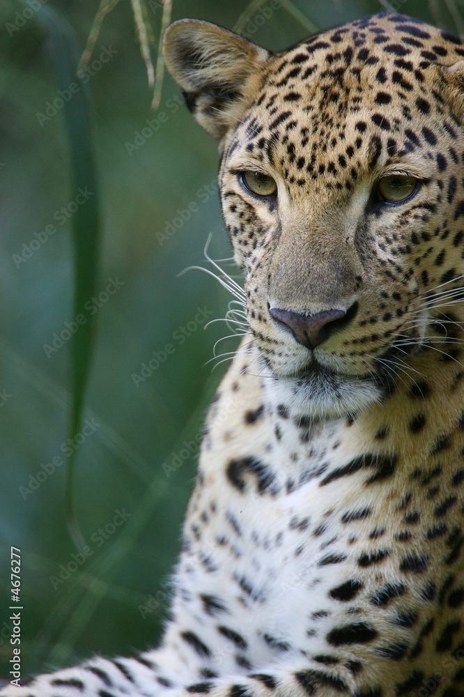 Leopard Leopard