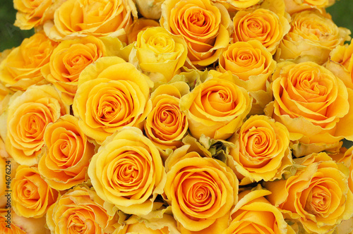 backdrop of beautiful yellow  roses