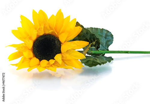 Sunflower photo