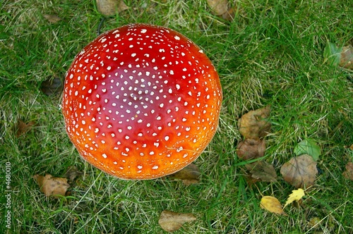 Sky Piece Toadstool