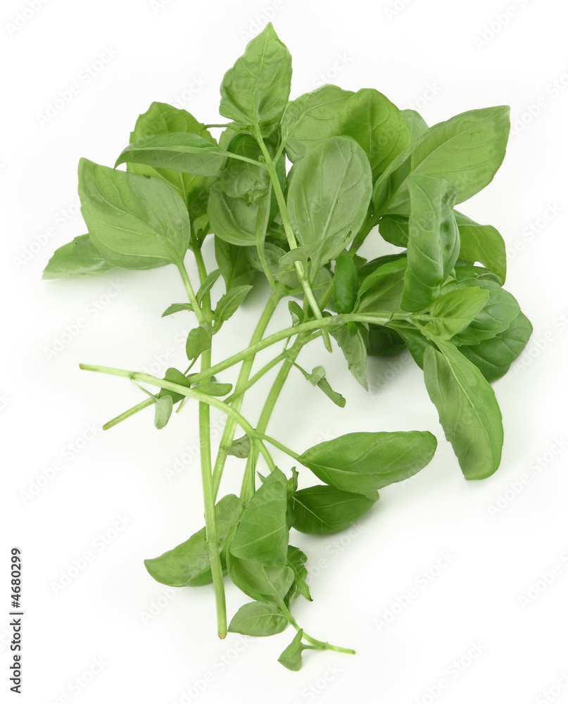 fresh green basil fresh green basil