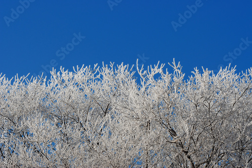 Hoar Frost against a Blue Sky