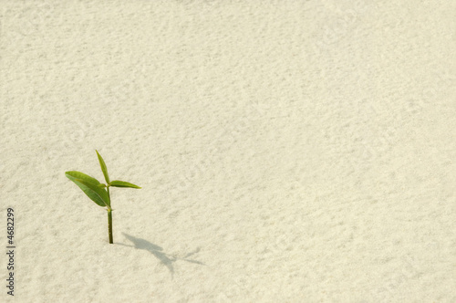 Single Plant Sprouting from a Sea of Sand
