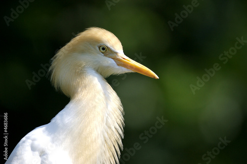 Cattle Egret