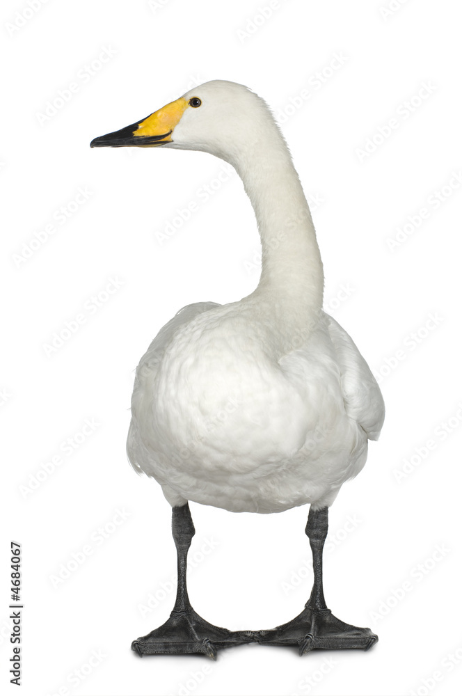 Mute Swan - Cygnus olor Mute Swan - Cygnus olor