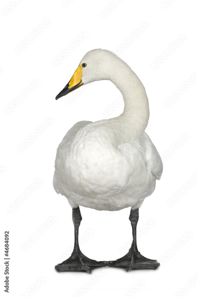 Fototapeta premium Mute Swan - Cygnus olor