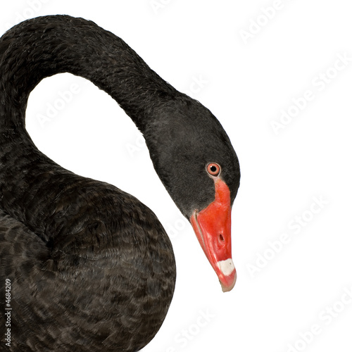 Fototapeta Naklejka Na Ścianę i Meble -  Black Swan - Cygnus atratus