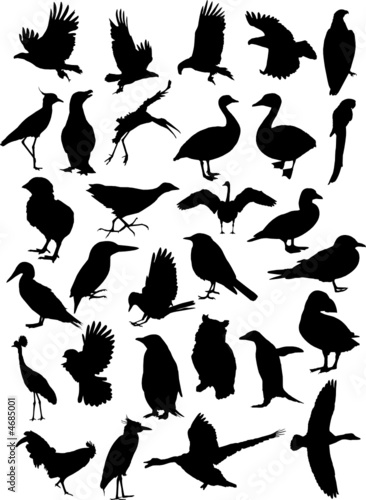 37 Bird Silhouettes
