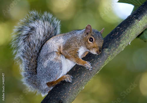 Squirrel on branch