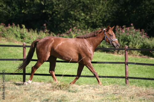 Trakehner