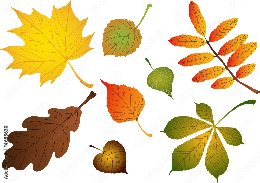 Vectors composite of various autumn leaves