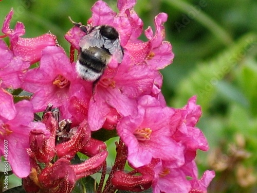 Alpenrosen mit Hummel photo