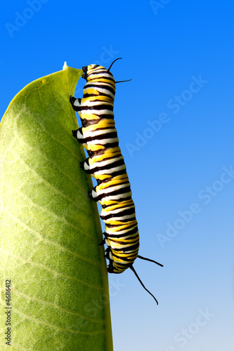 Eating Caterpillar