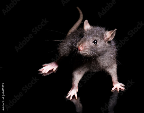 rat