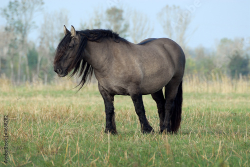 cheval lourd dans une prairie