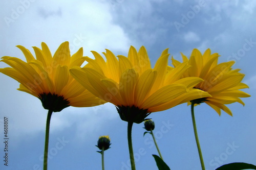 Gelbe Blumen (Gazanien) im Herbst 2007