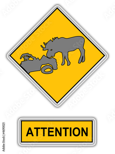 Attention elk
