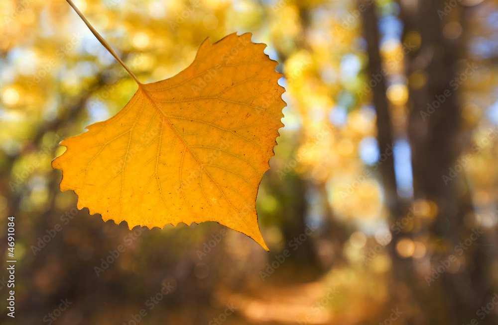 Obraz premium Autumn leaf