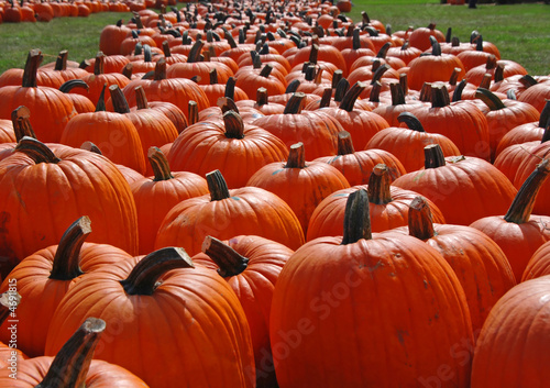 Pumpkin patch