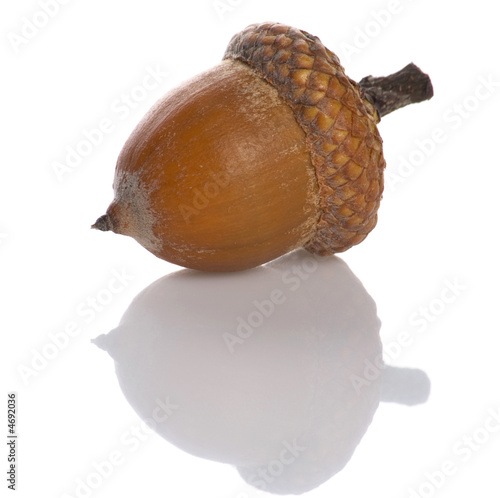 Acorn
