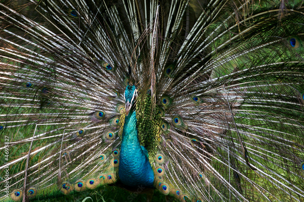 Naklejka premium Indian Blue Peacock
