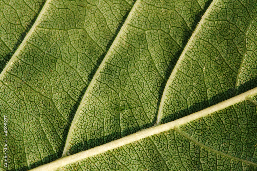 Obraz premium Texture, background of leaf