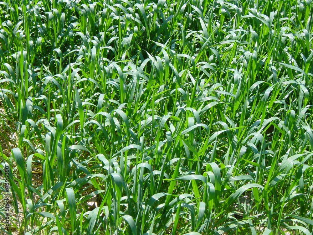 blé fond vert blé fond vert