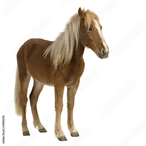 Shetland pony (2 years)