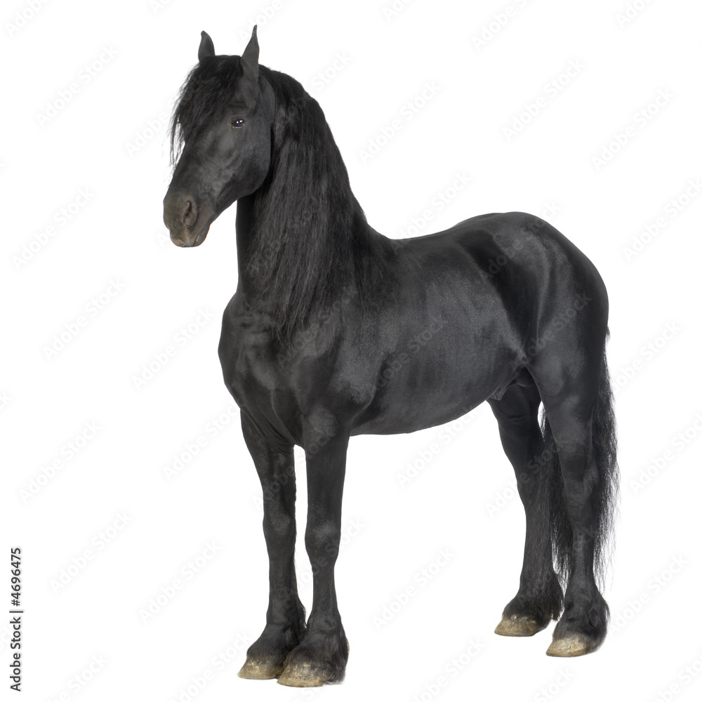 Friesian horse