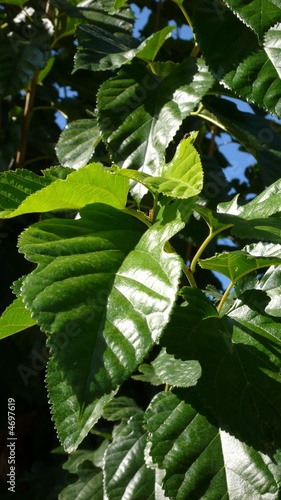 Obraz na plátně feuille de murier