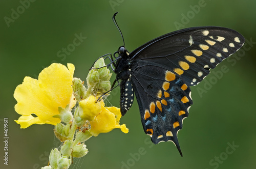 Black swallowtail (Papilio polyxenes) 