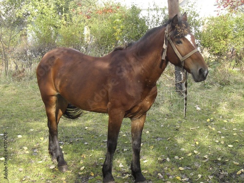 horse mashka2