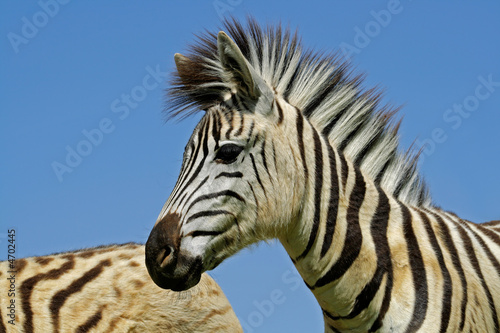 Plains Zebra (Equus quagga) portrait