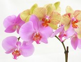 bunches of multicolour orchids