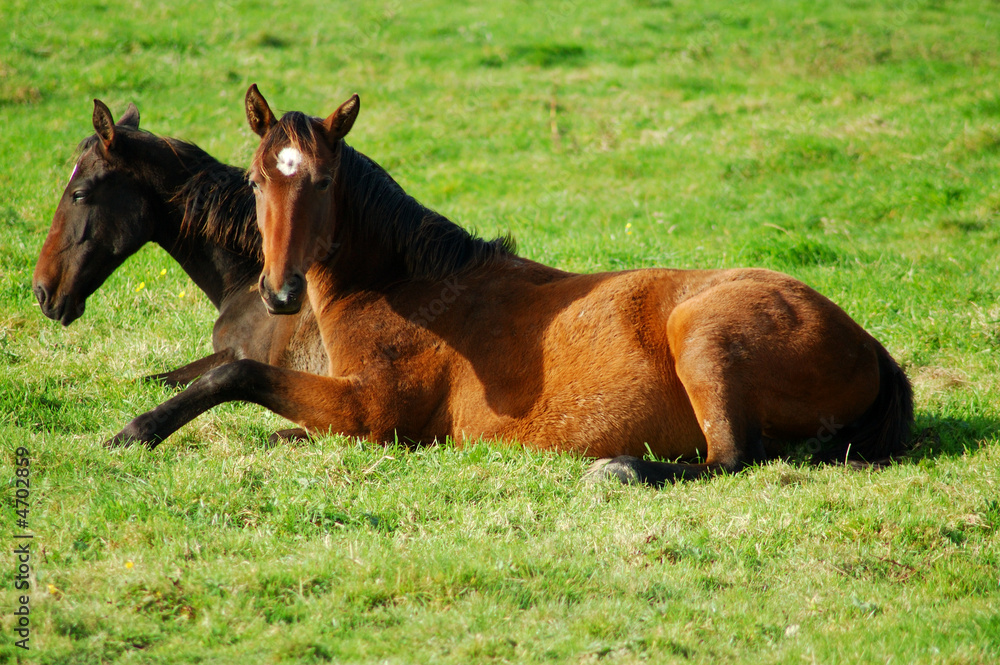 Fototapeta premium Zwei Pferde liegend auf einer Wiese